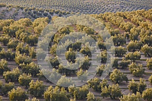 Olive tree fields in Andalusia. Spanish agricultural harvest landscape. Spain