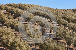 Olive tree fields in Andalusia. Spanish agricultural landscape. Jaen