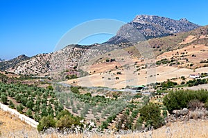 Olive tree fields and mountain in Montecorto, Spain