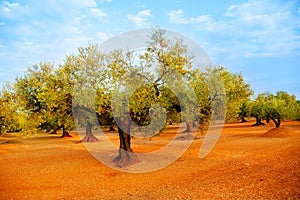 Olive tree fields in red soil in Spain