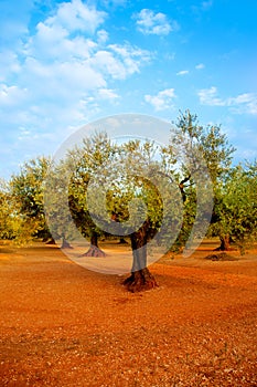 Olive tree fields in red soil in Spain