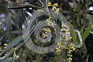 Olive tree flowers, Olea Europaea in bloom, rapa, trama or esquimo photo