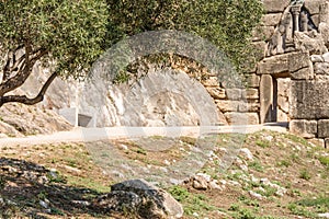 Olive tree in front of the Lions Gate , Mycenae , Greece