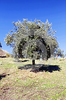 Olive tree full of Koroneiki olives with blue sky in the background, Peloponnese, Greece
