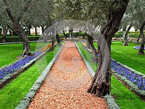 Aceituna un árbol jardín templo, 