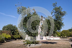 Olive tree in the garden, north of Corfu, Greece