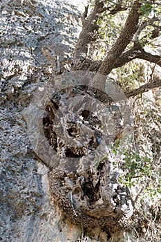 olive tree in the garden