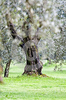 Olive tree in a garden. Pistoia - Italy