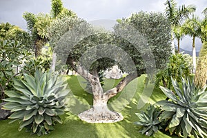 Olive tree in a garden surrounded by tropical flora, trimmed turf and water irrigation pipes helping in the hot weather