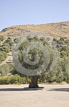 Olive Tree in the Gortyna Archeological Site parking yard in Crete island of Greece