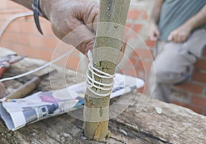 Olive tree grafting