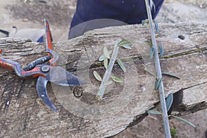 Olive tree grafting