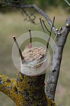 Olive tree grafting