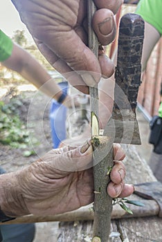 Olive tree grafting