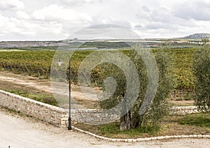 An olive tree with grapevines in the background at the Tomaresca Tenuta Bocca di Lupo