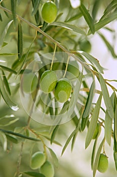 Olive tree with green fruits in Spain