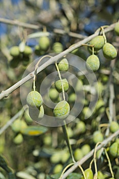 Olive tree with green olives, Liguria, Italy