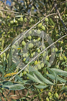 Olive tree with green olives, Liguria, Italy