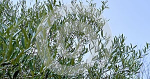 olive tree with green olives in an olive garden, green olive tree illuminated by the rays of the sun, gently swaying in the wind