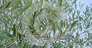 olive tree with green olives in an olive garden, green olive tree illuminated by the rays of the sun, gently swaying in the wind