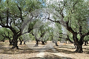 Olive tree grove