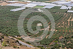 Olive Tree Groves in Crete