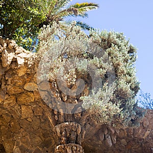 Olive tree growin on the stone walkway roof in Park Guell, Barcelona, Spain