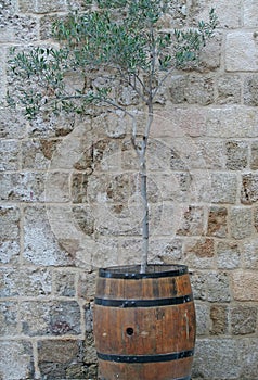 Olive Tree growing in the Barrel by the Rock Wall in Greece