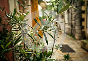 Olive tree growing on old greek street at rainy weather