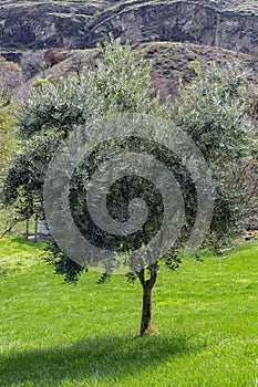 Olive tree growing (Olea europaea) in a garden. Spring time