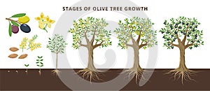 Olive tree growing stages froom seed, seedling, sprout, flowering, ripe olive fruits, green, yellow olives and black