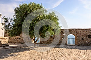 Olive tree growing in Ulcinj Old Town in Montenegro.