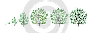 Olive tree growth stages. Vector illustration. Ripening period progression. Life cycle animation plant seedling.