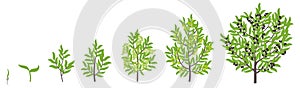 Olive tree growth stages. Vector illustration. Ripening period progression. Olive black tree life cycle animation plant seedling.