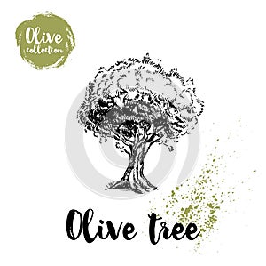 Olive tree hand drawn poster. Old looking vector artwork. Great for cosmetic creams designs, labels, flyers