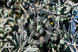 Olive Tree harvest
