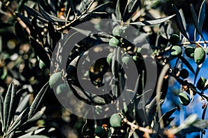 Olive Tree harvest