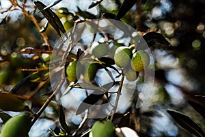 Olive Tree harvest