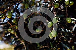 Olive Tree harvest