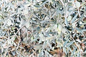 Olive Tree harvest