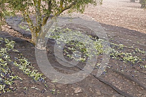 Olive trees harvest