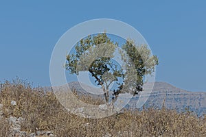 Olive tree on a hill above Sarande city in Albania