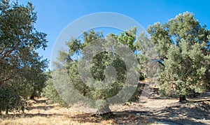 Olive tree on the hill. Olive plantation in the background. Landscape with olives trees. Industrial agriculture growing olive tree