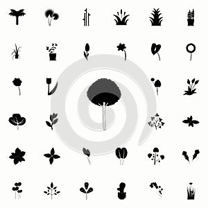 olive tree icon. Plants icons universal set for web and mobile