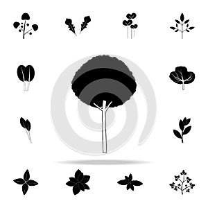 olive tree icon. Plants icons universal set for web and mobile
