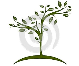 Olive tree illustration perfect for brand and advertising