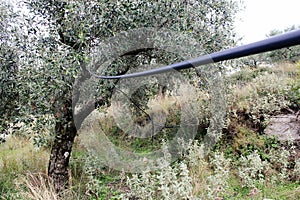 Olive tree and irrigation system