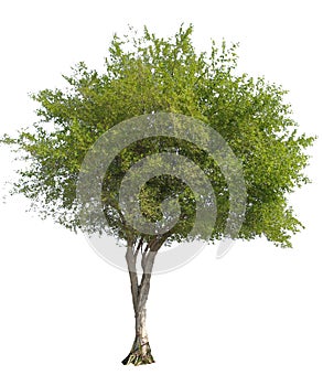 Olive tree isolated