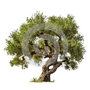 Olive tree isolated on white transparent background, green foliage and old trunk