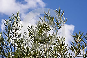 Olive tree in Italy